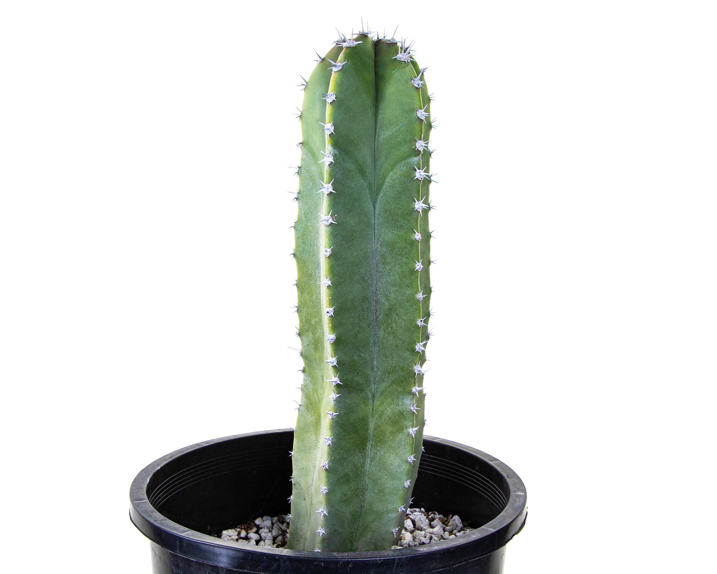 steudneri dracaena Cintho Dracaena – Plant Detectives