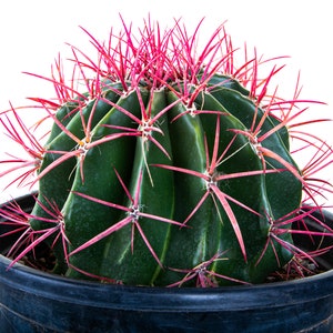 Comprar cactus grandes online 】 Jardín Postal