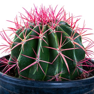 Ferocactus Pringlei: Fire Barrel Cactus with Red Spines