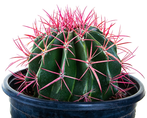 Ferocactus Pringlei: Fire Barrel Cactus With Red Spines - Etsy