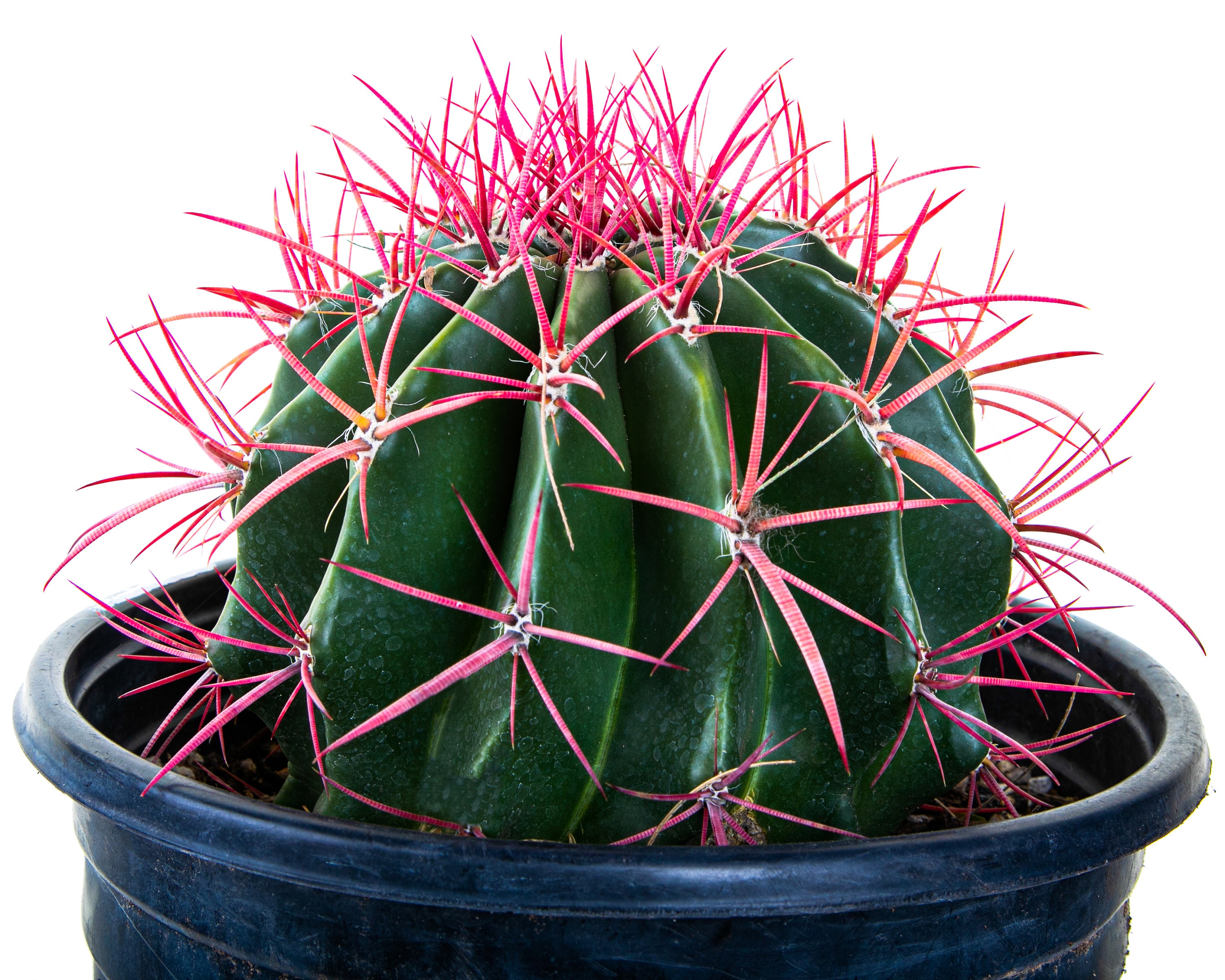 Ferocactus Pringlei: Fire Barrel Cactus With Red Spines - Etsy