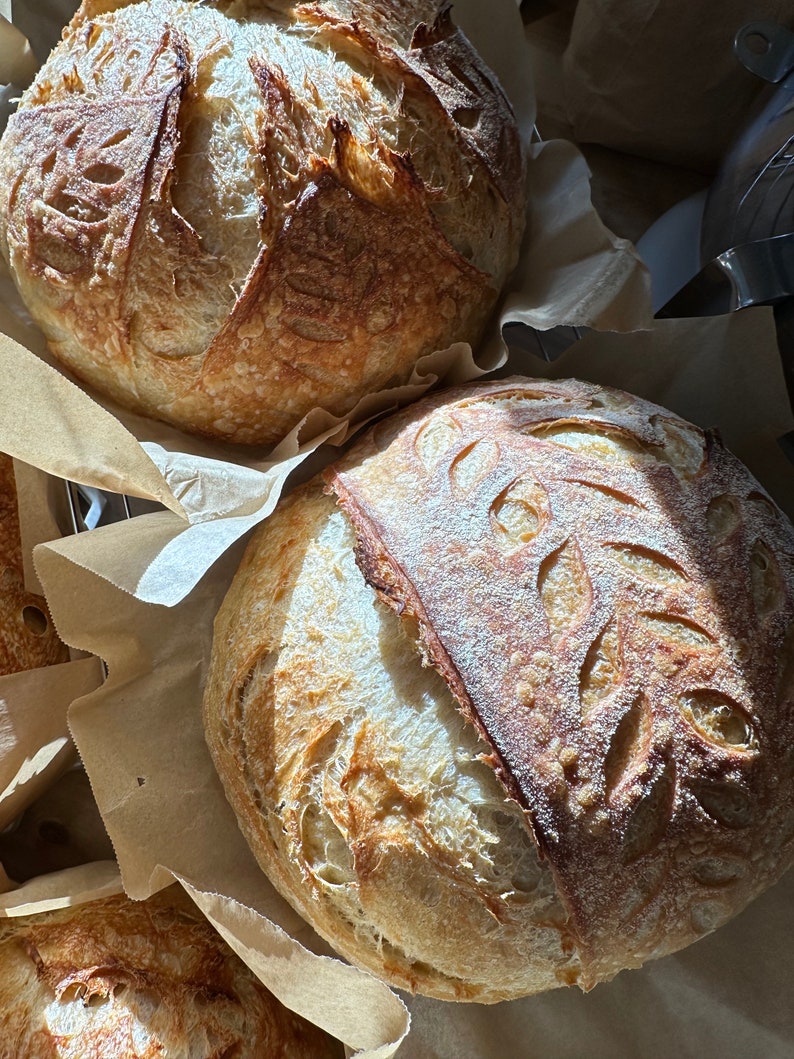 FRESH 100 grams organic sourdough starter/ Very Active live starter 画像 7