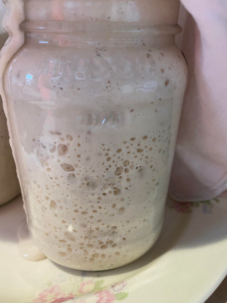 FRESH 100 Grams Organic Sourdough Starter/ Very Active Live Etsy