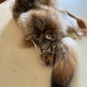 Peau de coyote de qualité vestimentaire : fourrure de source éthique, décoration rustique