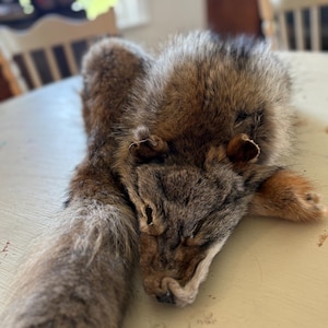 Grande fourrure de coyote de l'Est : fourrure tannée professionnellement, utilisation artisanale