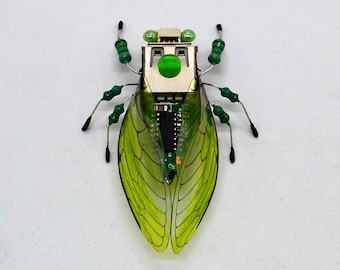 Cicada