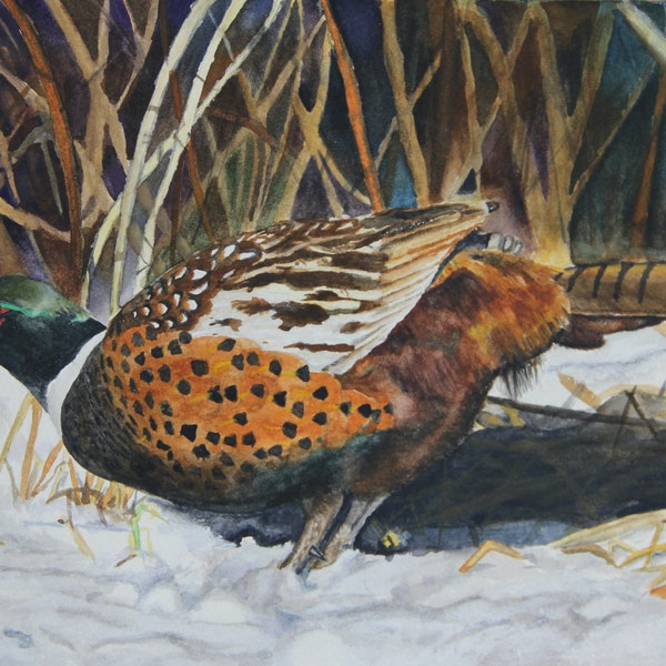 Ring Necked Pheasant, Bird Painting, Water Color, Wildlife art  by JaNae Moss