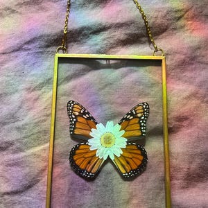 Monarch Butterfly