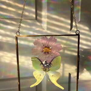 Luna Moth