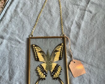 Real yellow king swallowtail in glass framed hanging