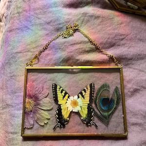 Luna Moth