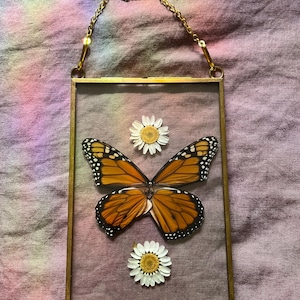 Monarch Butterfly
