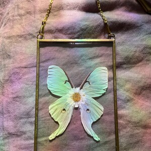Luna Moth