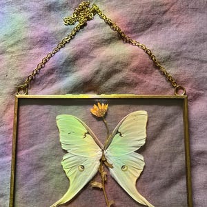 Luna Moth