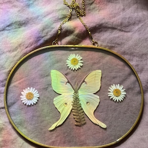 Luna Moth