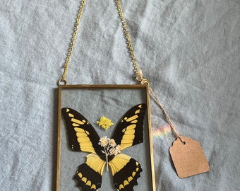 Real yellow king swallowtail in glass framed hanging