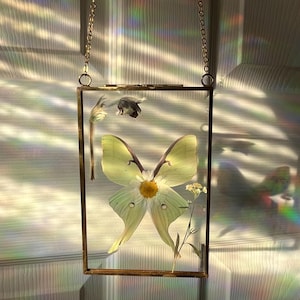 Luna Moth