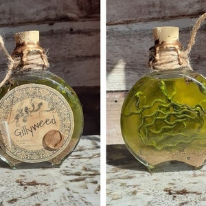 Gillyweed | Magical Herbology Potion Ingredient Sample Specimen | Glass Apothecary Bottle | Witch and Wizard Collectible