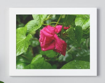 Rose Framed Print, Flower Wall Art, Photo Print of a Rose, Framed Poster, Framed Photo Print, Rose in a Garden, Rose Wall Decor