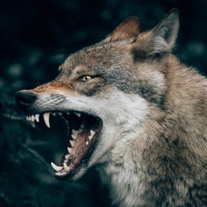 May include: A close-up of a snarling wolf with exposed teeth and a wide-open mouth. The wolf has brown and gray fur, with yellow eyes. The background is a dark, blurred forest.