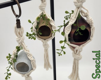 Boho Baby Pods~ captive-bred babies