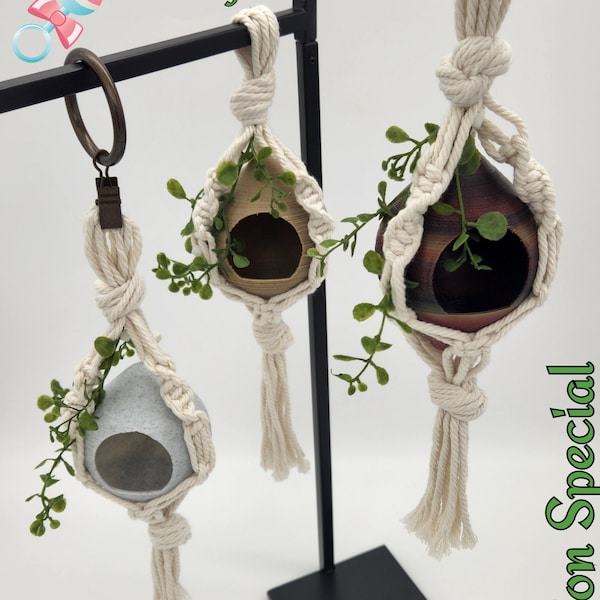 Boho Baby Pods~ captive-bred babies