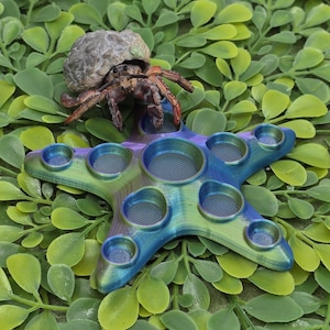 May include: A blue and green iridescent starfish-shaped fidget toy with multiple dimples. A small hermit crab is sitting on the toy.