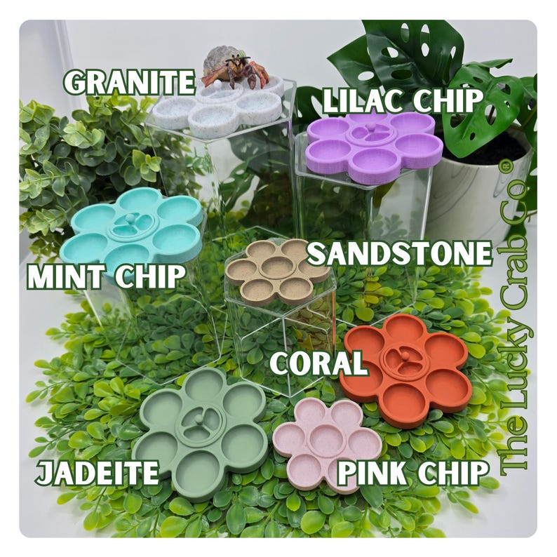 3D Printed Hermit Crab Feeding Dish: Original Divided Flower Design image 3