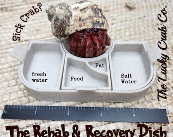 Hermit Crab Food Dish Recovery Dish Sick Hermit Crab Dish All in One Hermit Crab Food and Water Dish Hermit Crab Specialty Rescue Feeder