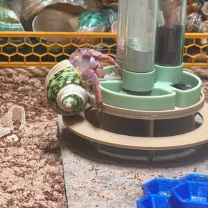 May include: A purple hermit crab with a green and white spiral shell positioned on a light green plastic feeding station with three vertical clear tubes containing powders, next to a blue honeycomb-shaped dish on a sandy surface.