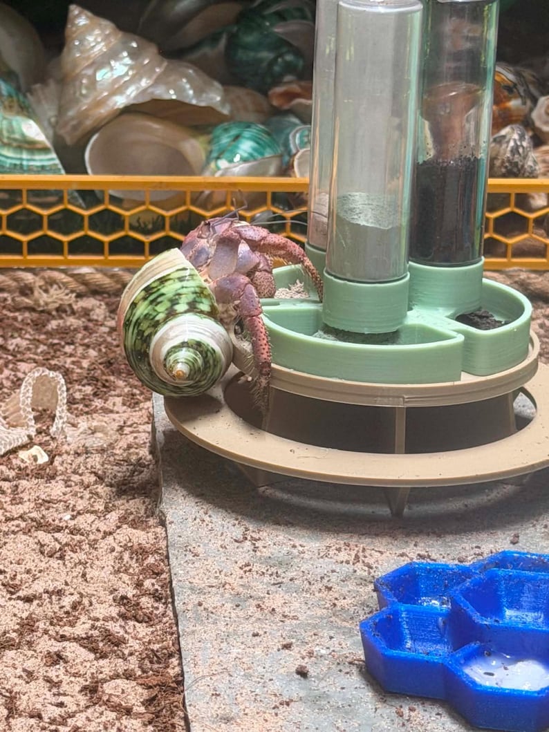 May include: A purple hermit crab with a green and white spiral shell positioned on a light green plastic feeding station with three vertical clear tubes containing powders, next to a blue honeycomb-shaped dish on a sandy surface.