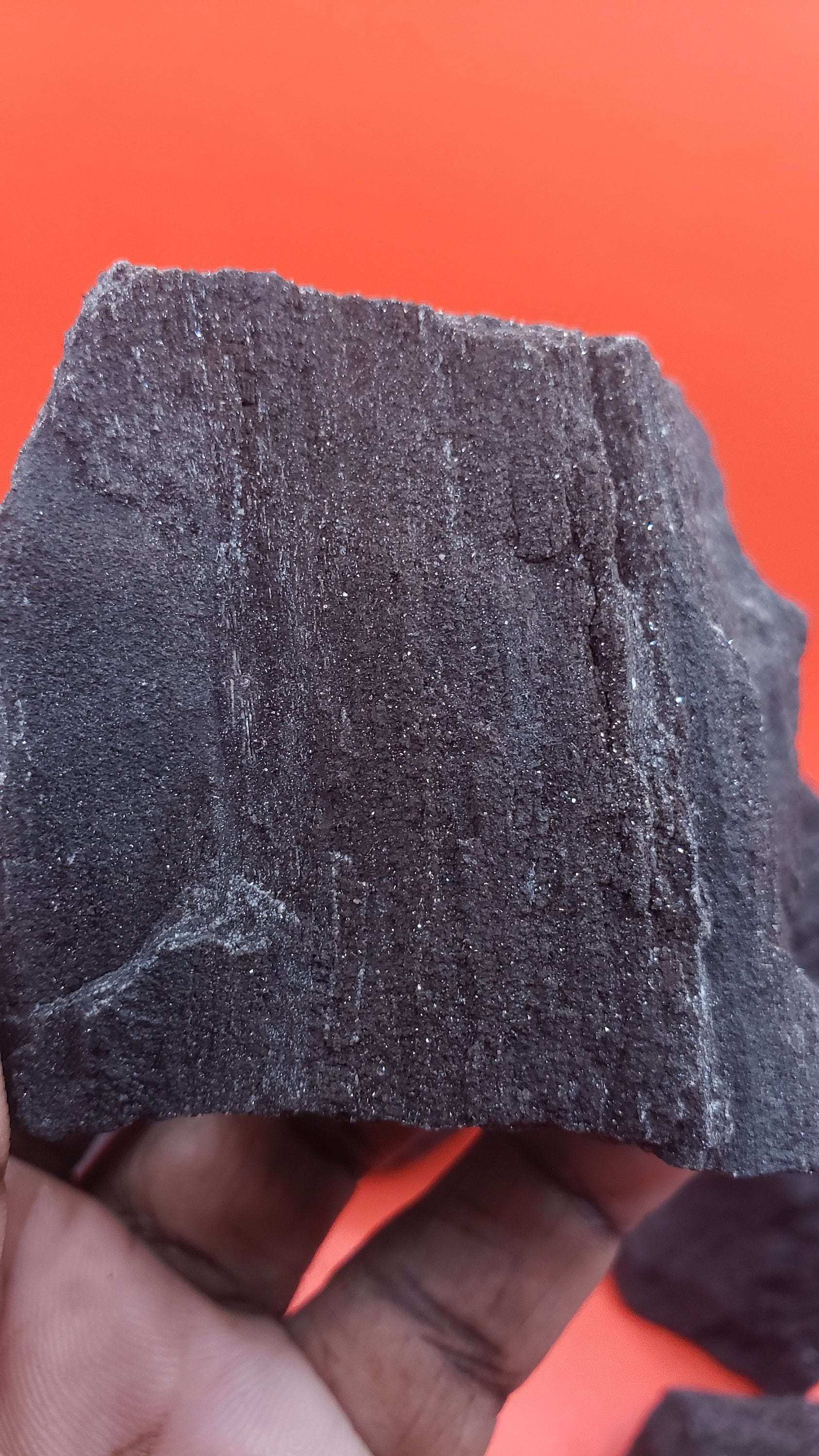 Black Petrified Wood Specimen: Sparkling Quartz Mineralized Fossil