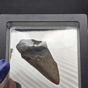 May include: A fossilized shark tooth, encased in a clear display box. The tooth is a light brown color with a darker, textured root. The display box has a black frame and is set against a white background.