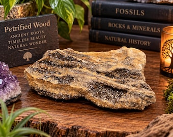 May include: A piece of petrified wood with a rough, textured surface featuring layers of tan, brown, and dark grey mineral deposits. The specimen displays crystalline structures embedded within the rock, showcasing natural geological formations.