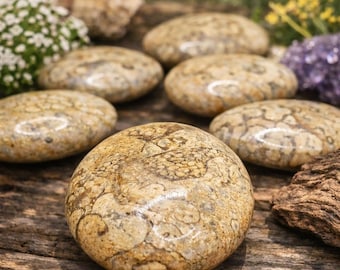 Fossil Coral Palm Stone | Ancient Ocean Fossil | Grounding & Transformation Crystal