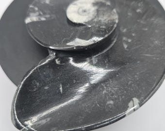 Orthoceras Fossil Plate – Polished Cephalopod Altar Dish, Morocco