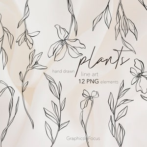 Plantas e flores, clipart de linha desenhada à mão, clipart de oliveira, clipart de eucalipto, clipart de casamento, uso comercial até 100 peças
