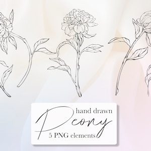 Pfingstrosen Blumen Hand gezeichnetEs Clipart , Weiße und schwarze Linienkunst , Schneller Download , 5 PNG-Elemente , Einfach zu arbeiten , Transparenter Hintergrund