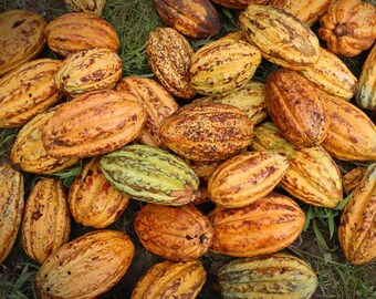 15 Fresh Sustainably-Grown Cacao Seeds from Puerto Rico Details about CACAO SEEDS 15 Fresh Sustainably-Grown Cacao Seeds from Puerto Rico Details about CACAO SEEDS