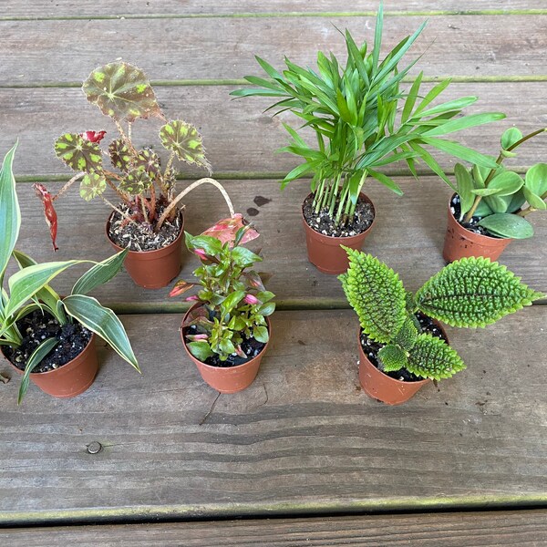 Top Collection Miniatur-Fee Auf Pilz – Garten-Terrarien-Deko, Handbemalt Aus Kunstharz, 5,1 X 6,4 Cm