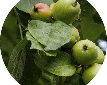 Apple Peel Extract (Polyphenols 70%). Potent anti-aging, hair growth active