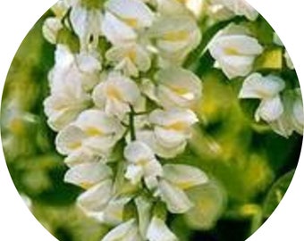 Sophora Japonica root extract (Oxymatrine, 98%). Skin detox, antiaging and brightening active, retinol alternative