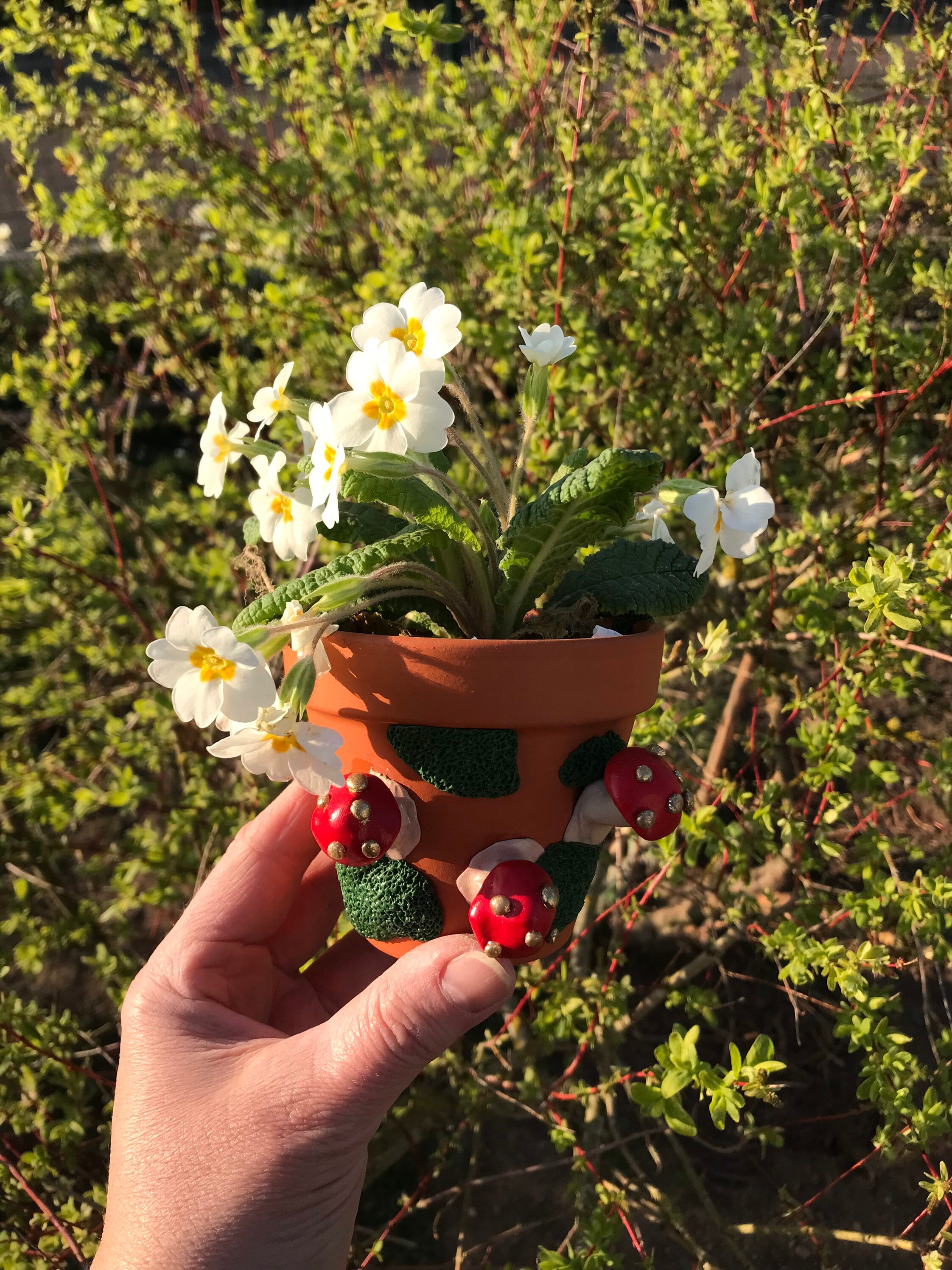 Petit Pot Champignon