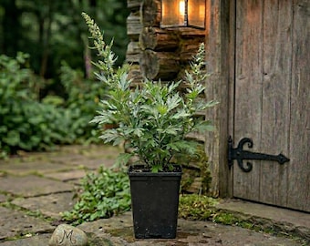 Live Mugwort Plants | Wild-Grown Artemisia vulgaris Seedlings | Rooted Herb Starts for Witch Garden, Herbalism, Dream Work, Spell Work