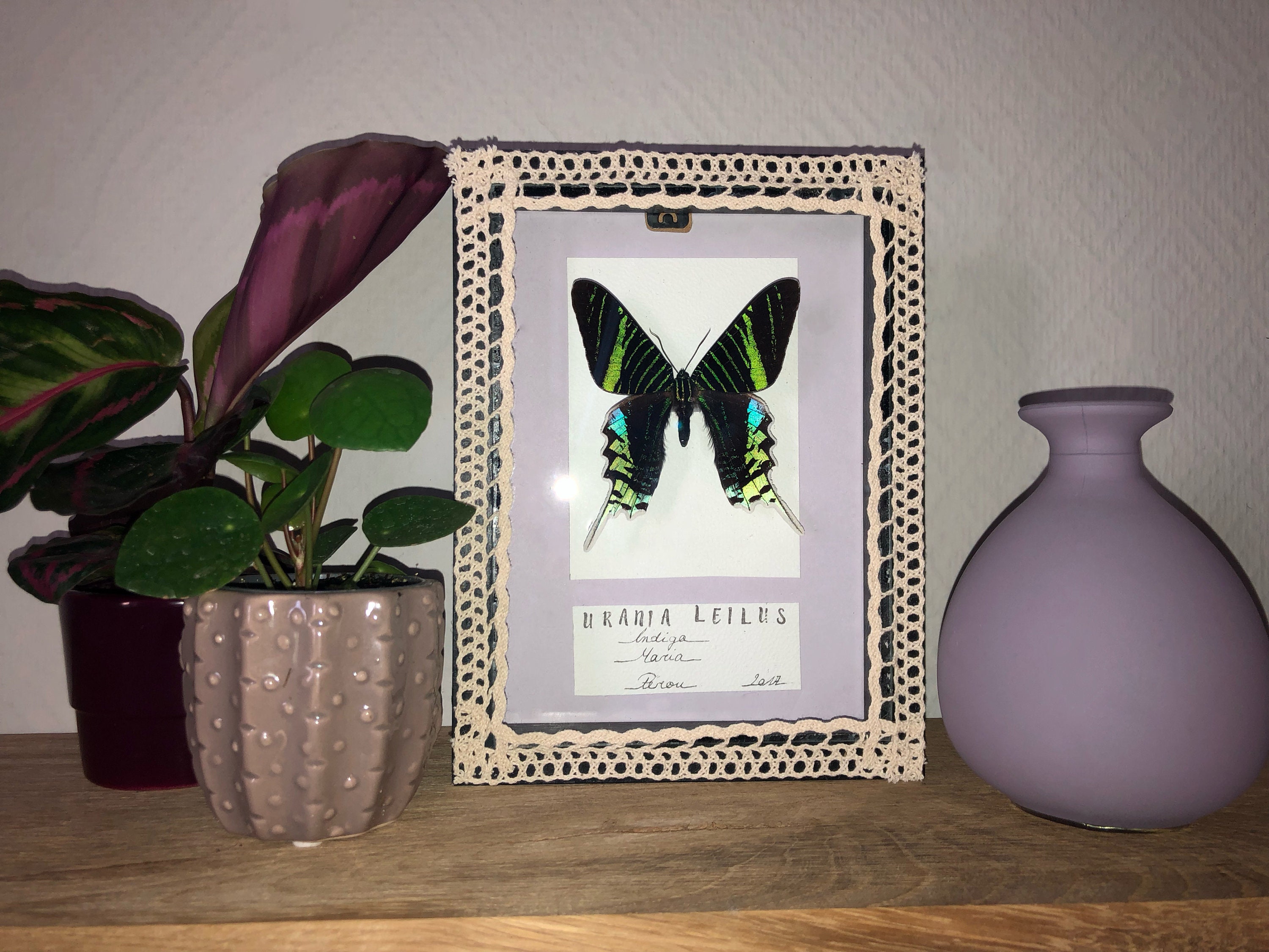 Insecte Naturalisé Encadré | Urania Leilus