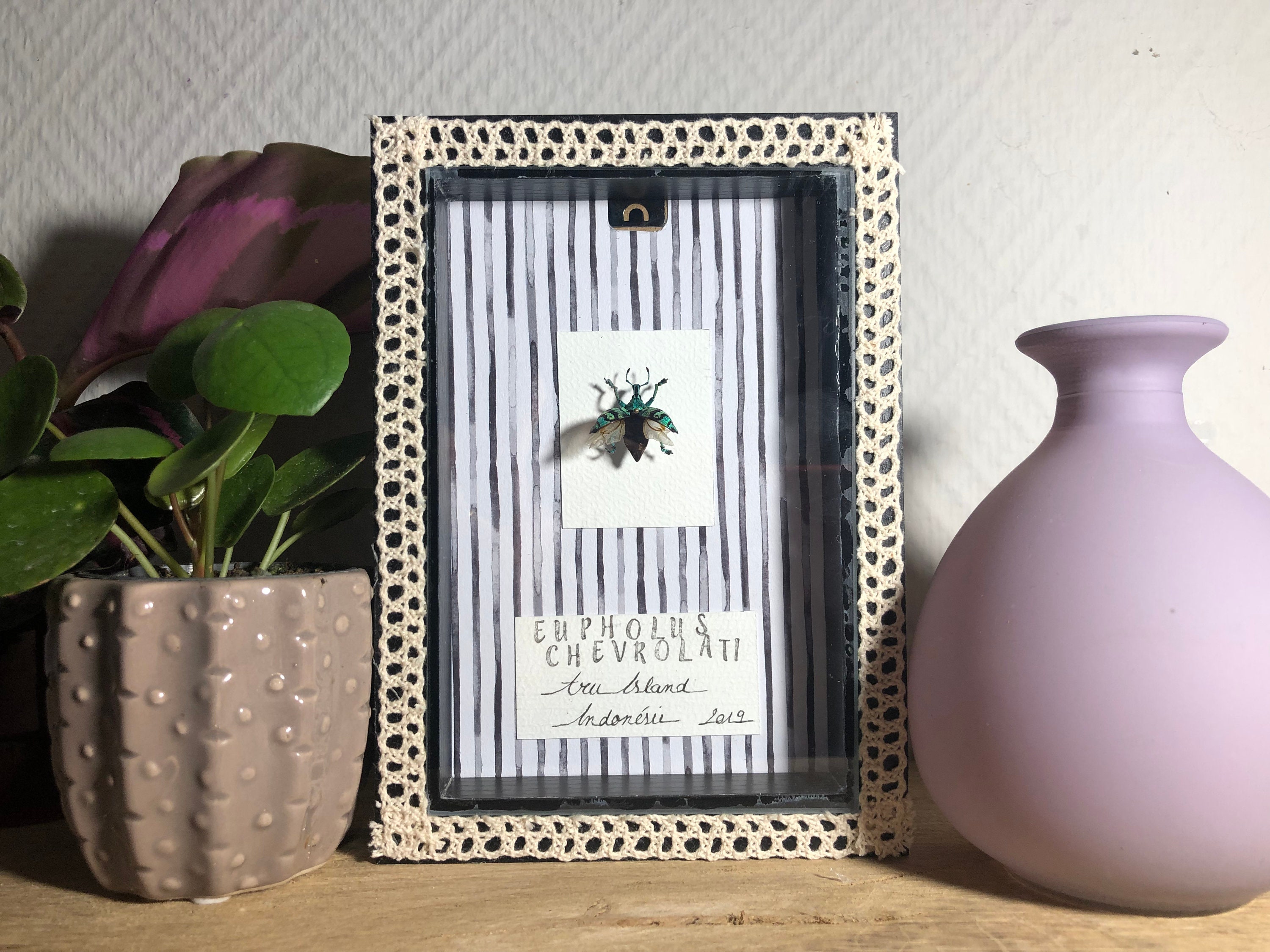 Insecte Naturalisé Encadré | Eupholus Chevrolati