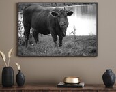 Black and White Cow Photo Print, Modern Farmhouse Wall Art