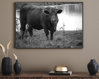 Black and White Cow Photo Print, Modern Farmhouse Wall Art