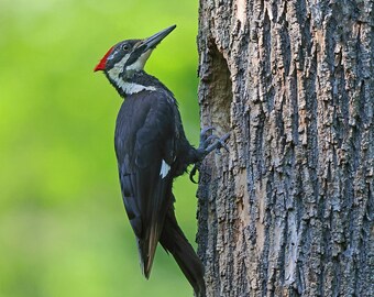 Brett Klaproth Wildlife Photography matted and bagged 8 x 10 pileated woodpecker bird photograph print animal