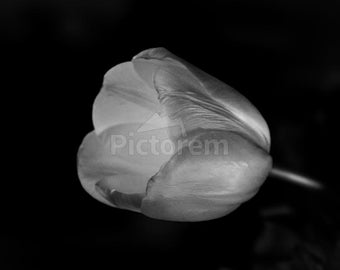 Glowing Rose BW ShelbyRMc